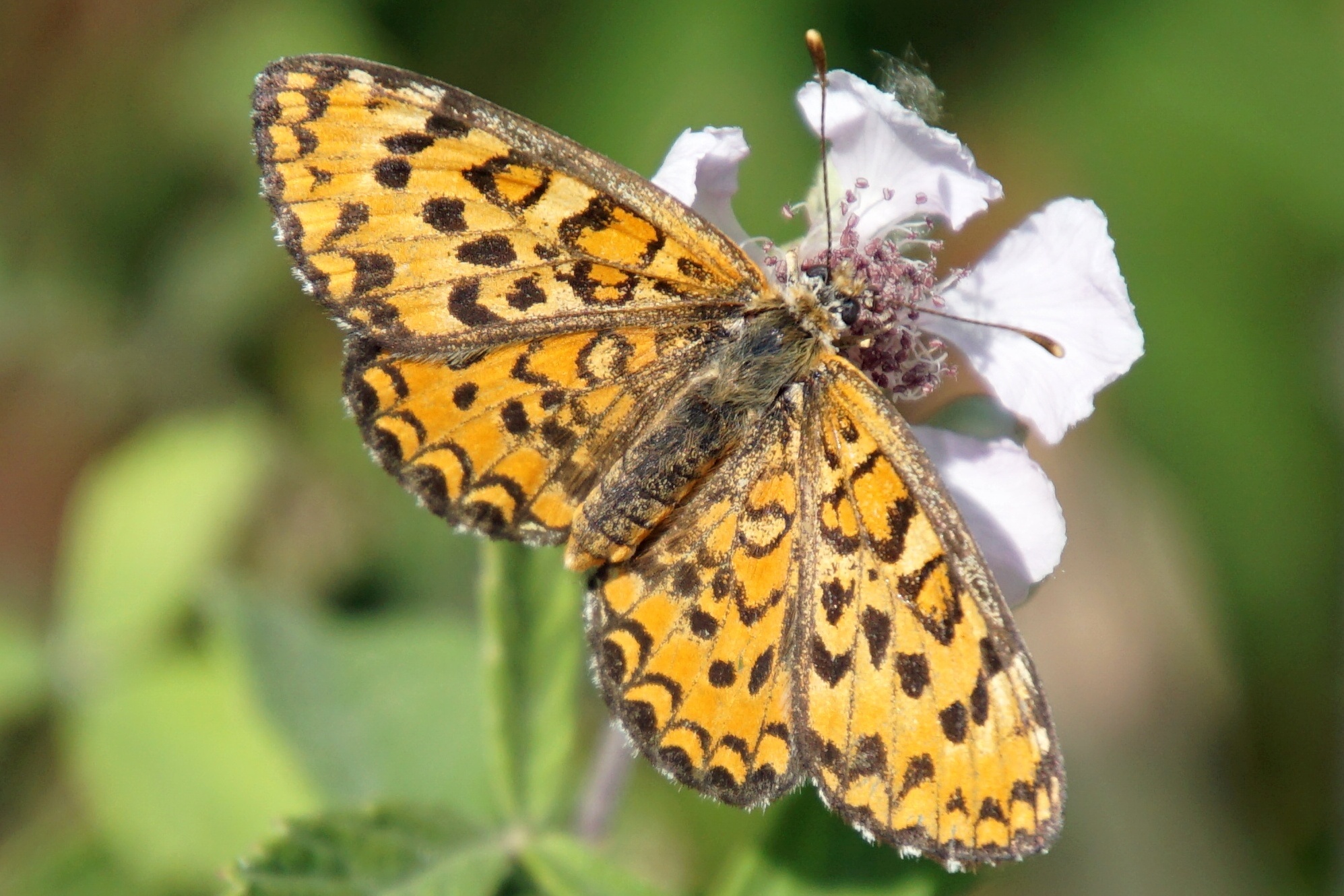 Charaxes epilais - Bräunlicher Scheckenfalter (Ähnlicher Perlmuttfalter, Kleinfleckige Perlmuttfalter)